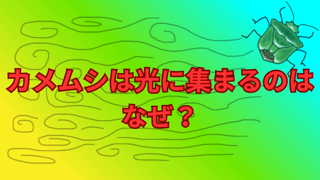 カメムシは光に集まるのはなぜ？夜に増える理由と習性をわかりやすく解説！