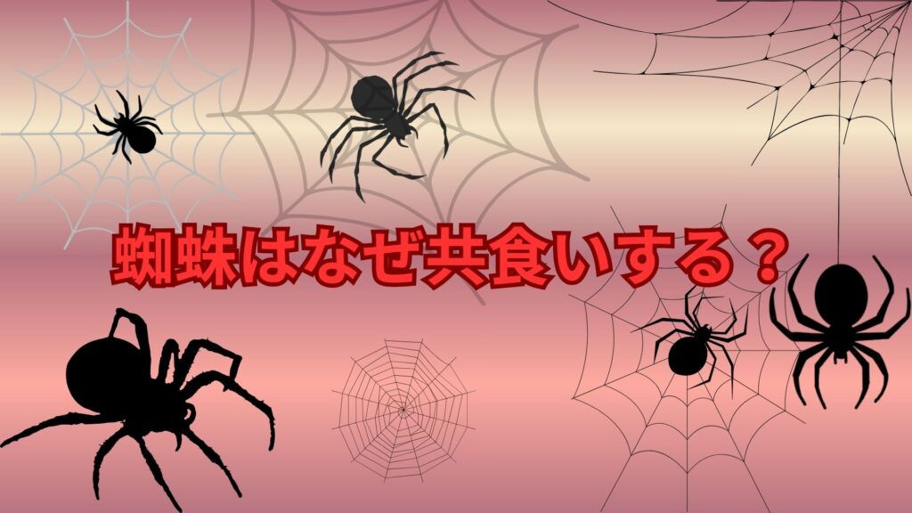 蜘蛛はなぜ共食いする？共食いが起こる理由と生き残るための習性を解説