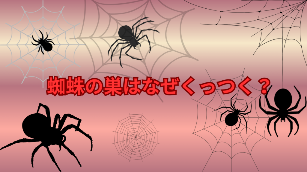 蜘蛛の巣はなぜくっつく？ベタベタする理由と粘着の仕組みを解説