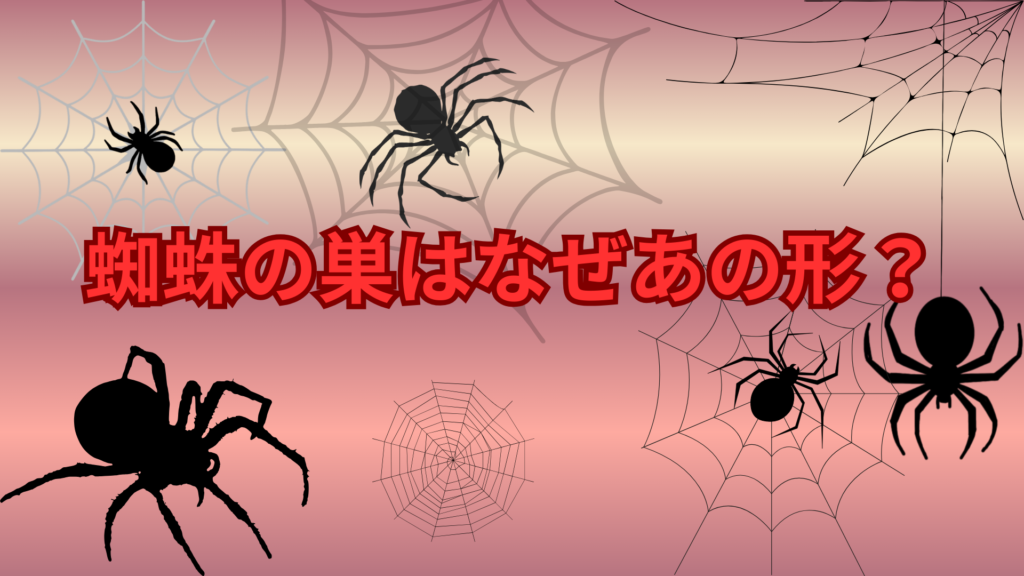 蜘蛛の巣はなぜあの形？円形になる理由と驚きの仕組みを解説