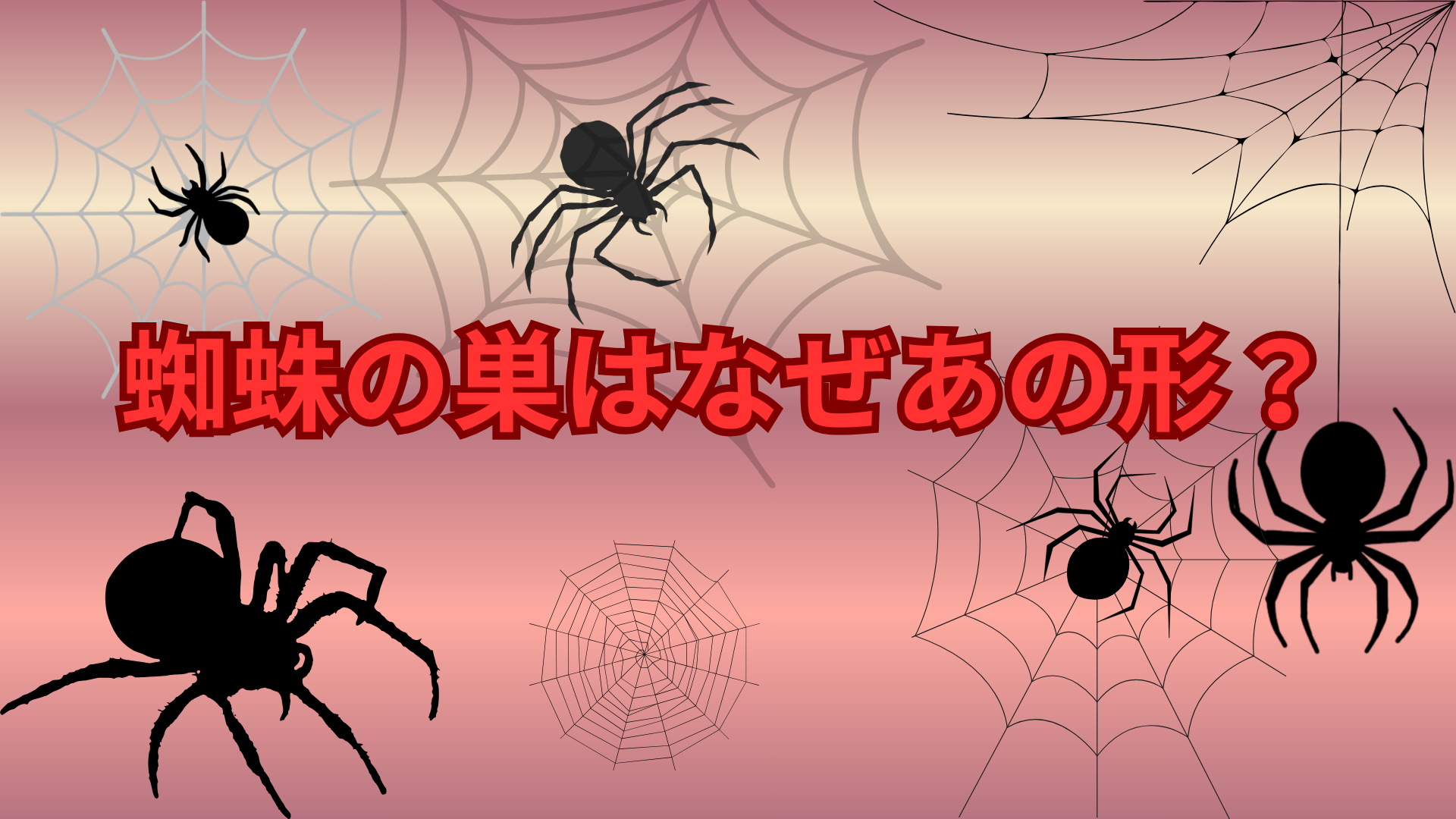 蜘蛛の巣はなぜあの形？円形になる理由と驚きの仕組みを解説
