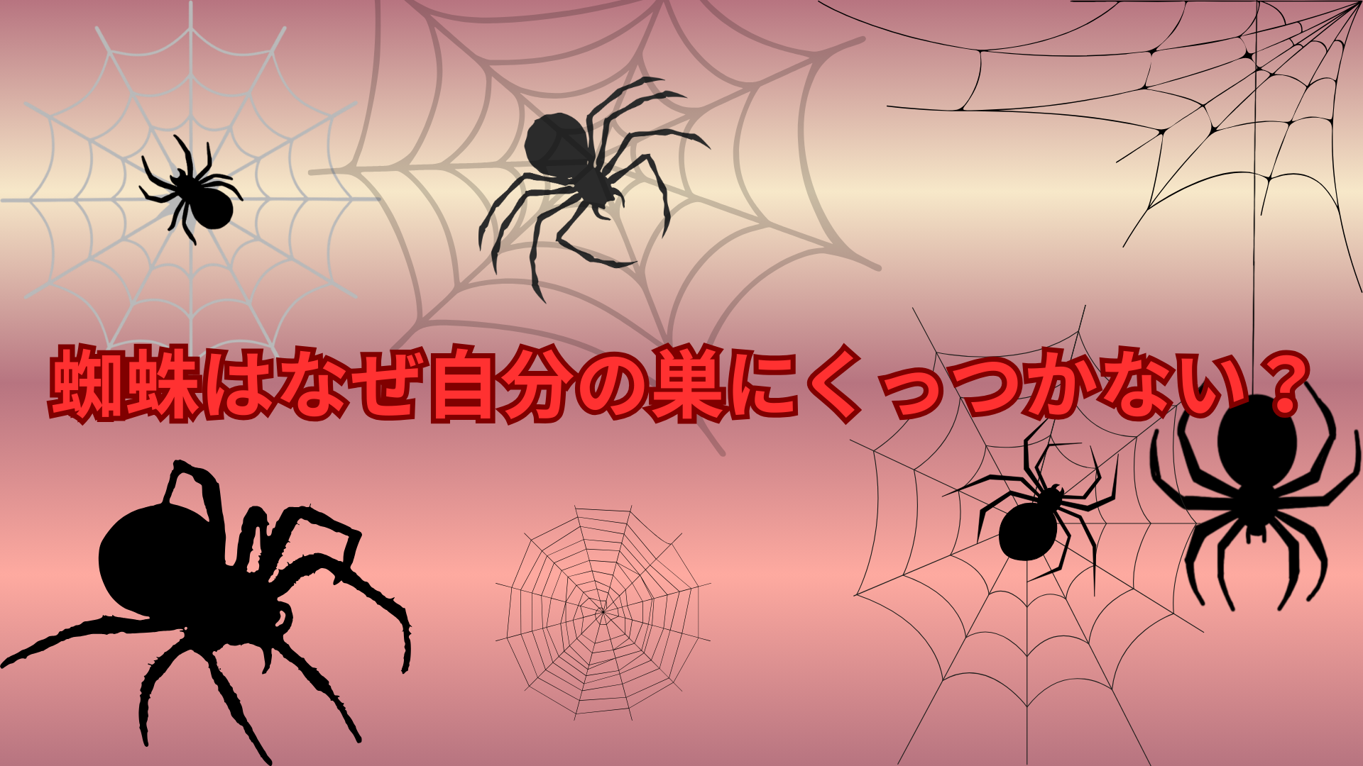 蜘蛛はなぜ自分の巣にくっつかない？ベタベタの糸でも平気な理由を解説