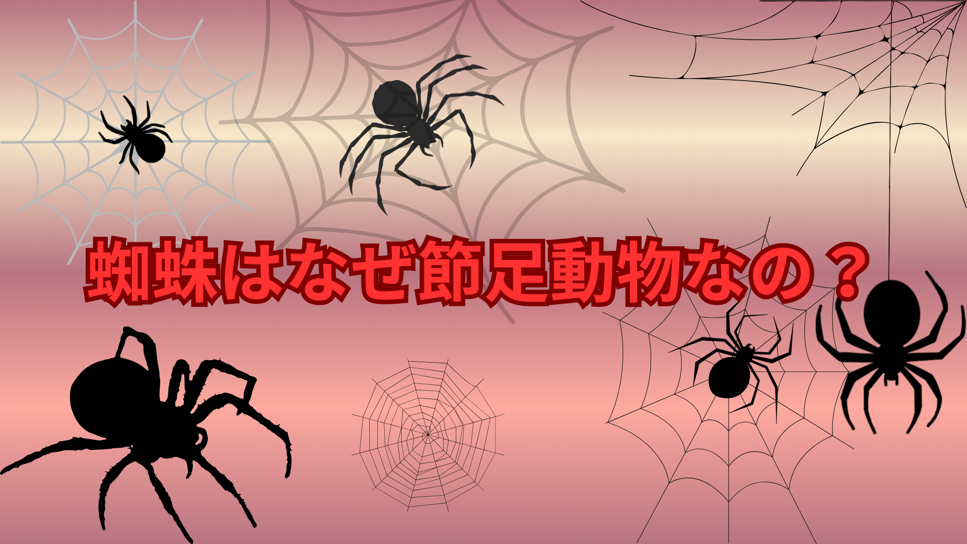 蜘蛛はなぜ節足動物なの？体の特徴や昆虫との違いをわかりやすく解説