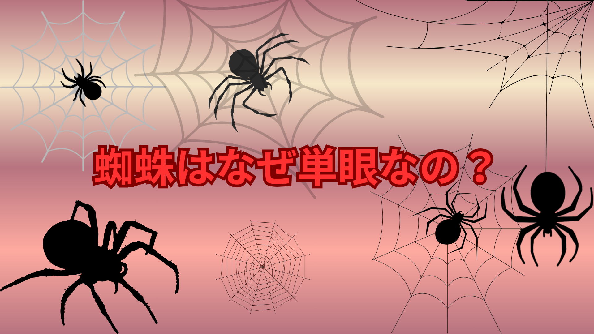 蜘蛛はなぜ単眼なの？複眼ではない理由と視覚の仕組みをわかりやすく解説