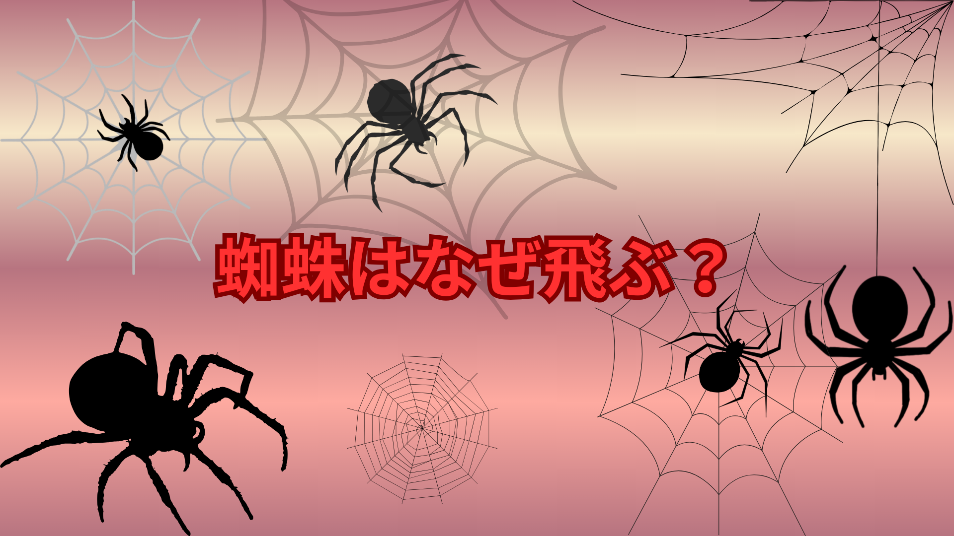 蜘蛛はなぜ飛ぶ？空を舞う「バルーニング」という不思議な行動を解説