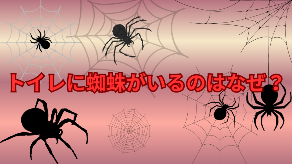 トイレに蜘蛛がいるのはなぜ？よく現れる理由と発生しやすい環境を解説