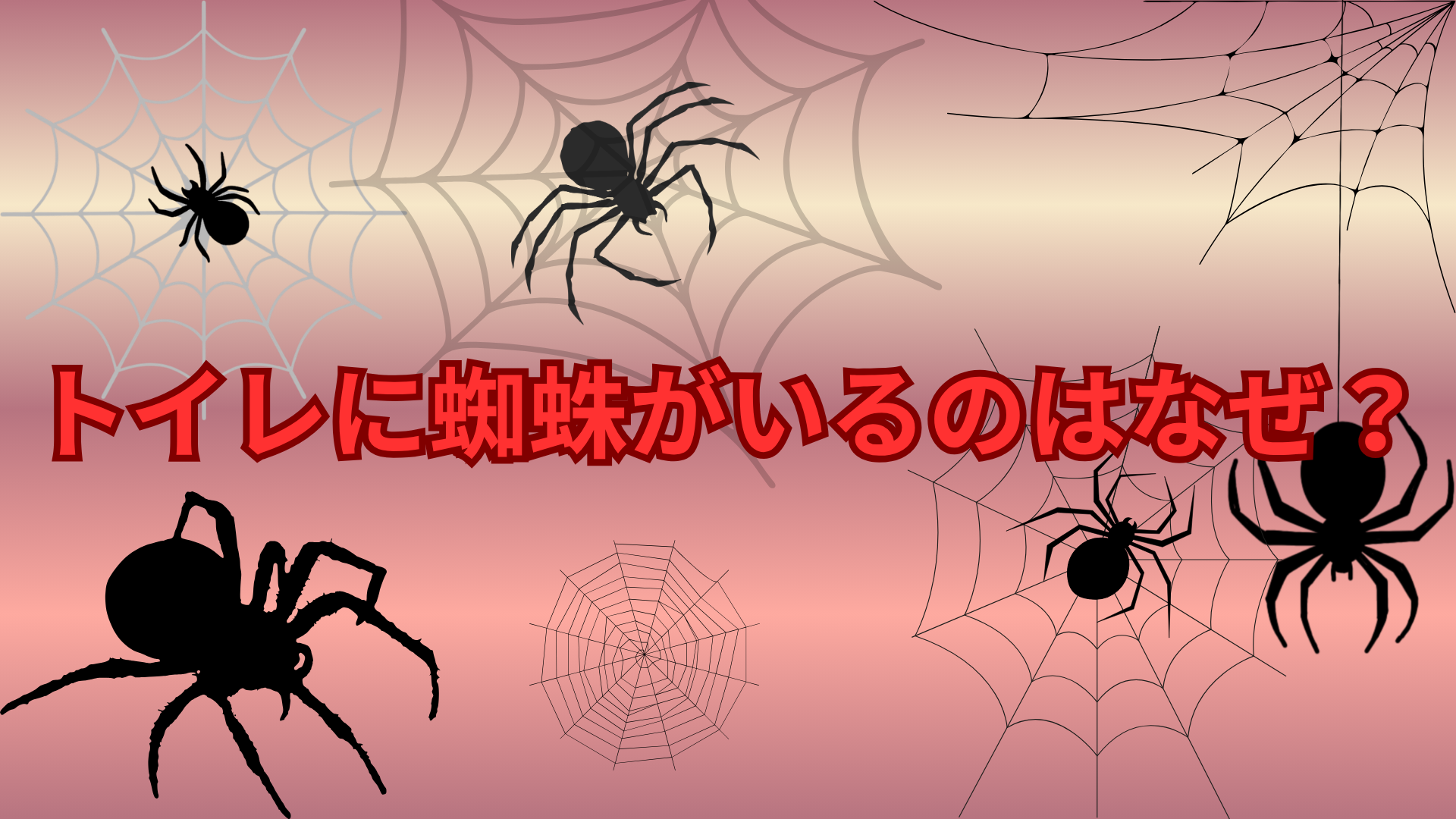トイレに蜘蛛がいるのはなぜ？よく現れる理由と発生しやすい環境を解説