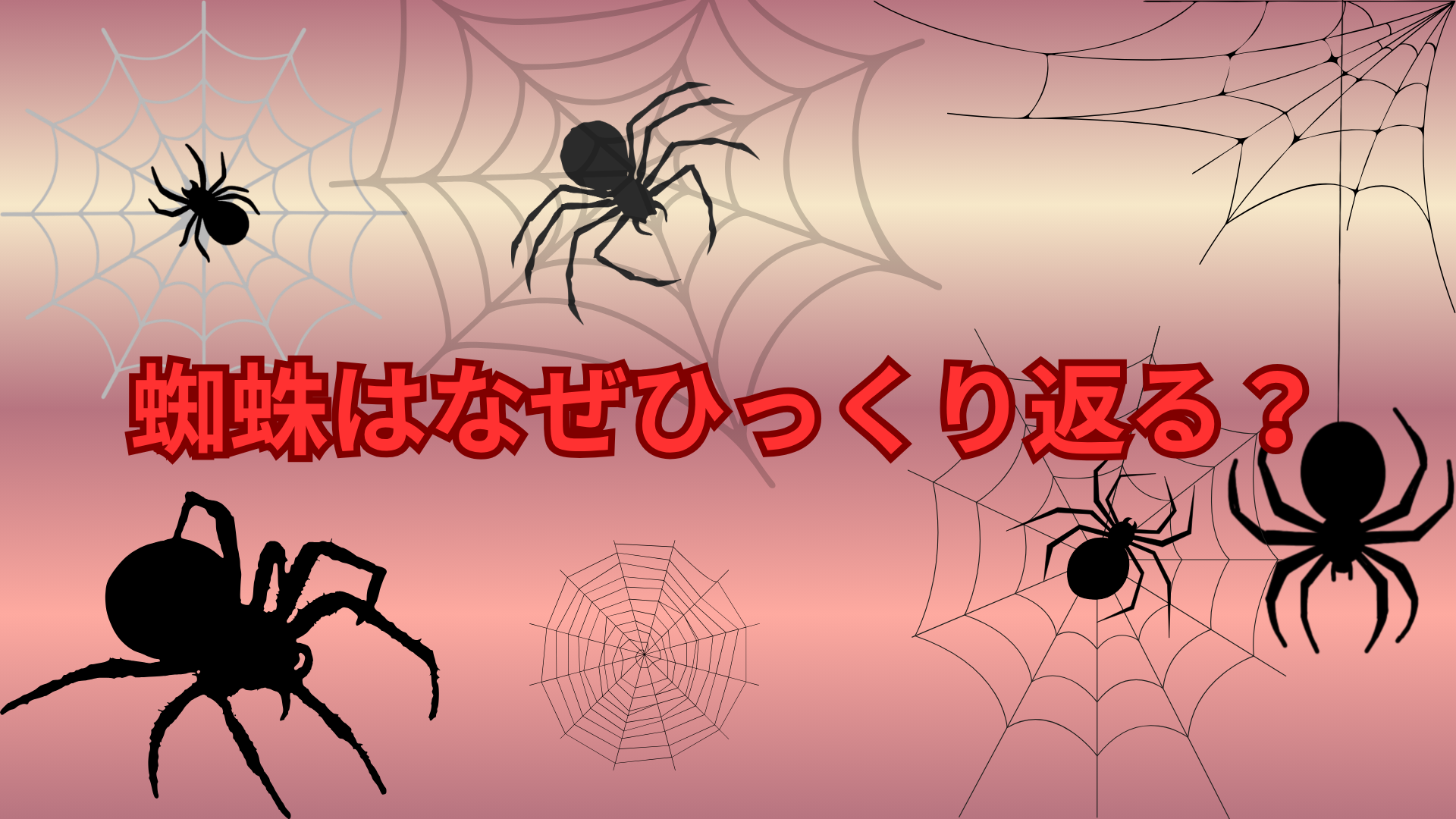 蜘蛛はなぜひっくり返る？逆さまになる理由や死んだときの特徴をわかりやすく解説