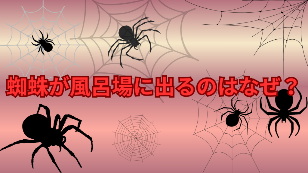 蜘蛛が風呂場に出るのはなぜ？湿気や侵入経路など理由をわかりやすく解説