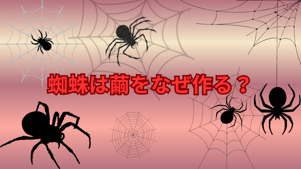蜘蛛は繭をなぜ作る？不思議な行動の理由とは