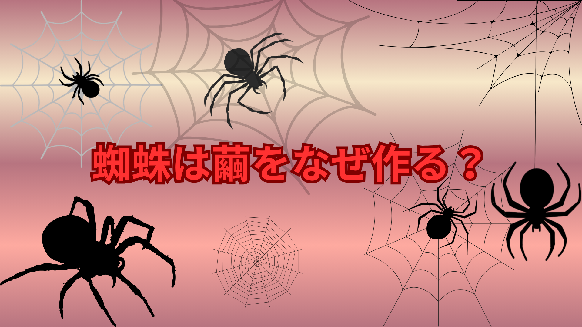 蜘蛛は繭をなぜ作る？不思議な行動の理由とは