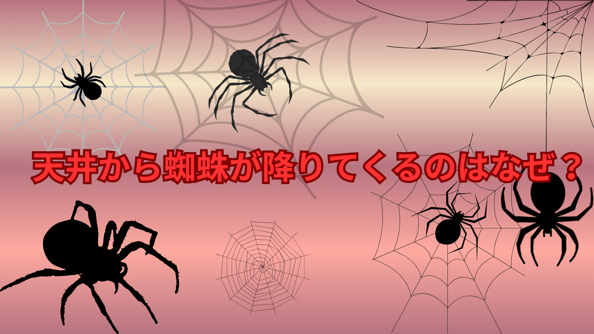 天井から蜘蛛が降りてくるのはなぜ？突然ぶら下がる理由をわかりやすく解説