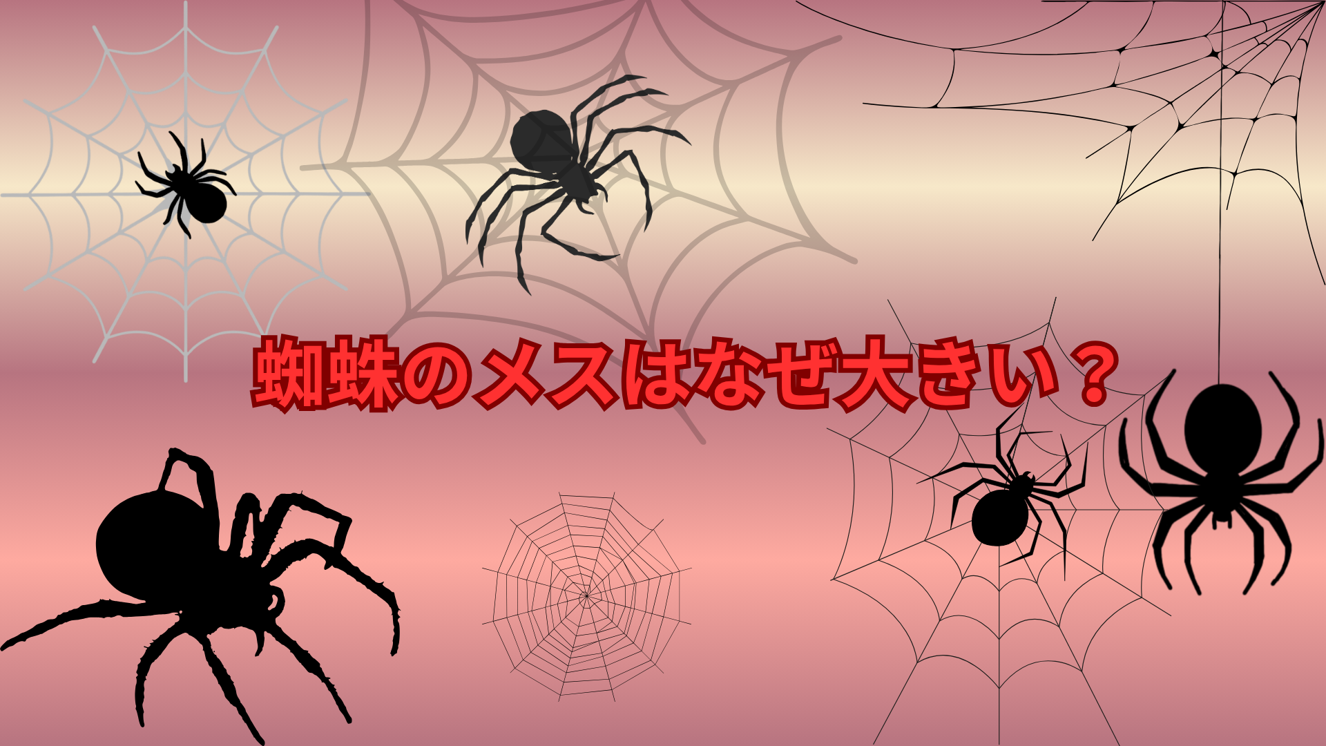 蜘蛛のメスはなぜ大きい？意外すぎる理由とは