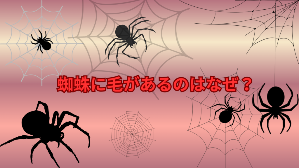 蜘蛛に毛があるのはなぜ？実は“ただの毛じゃない”驚きの役割とは