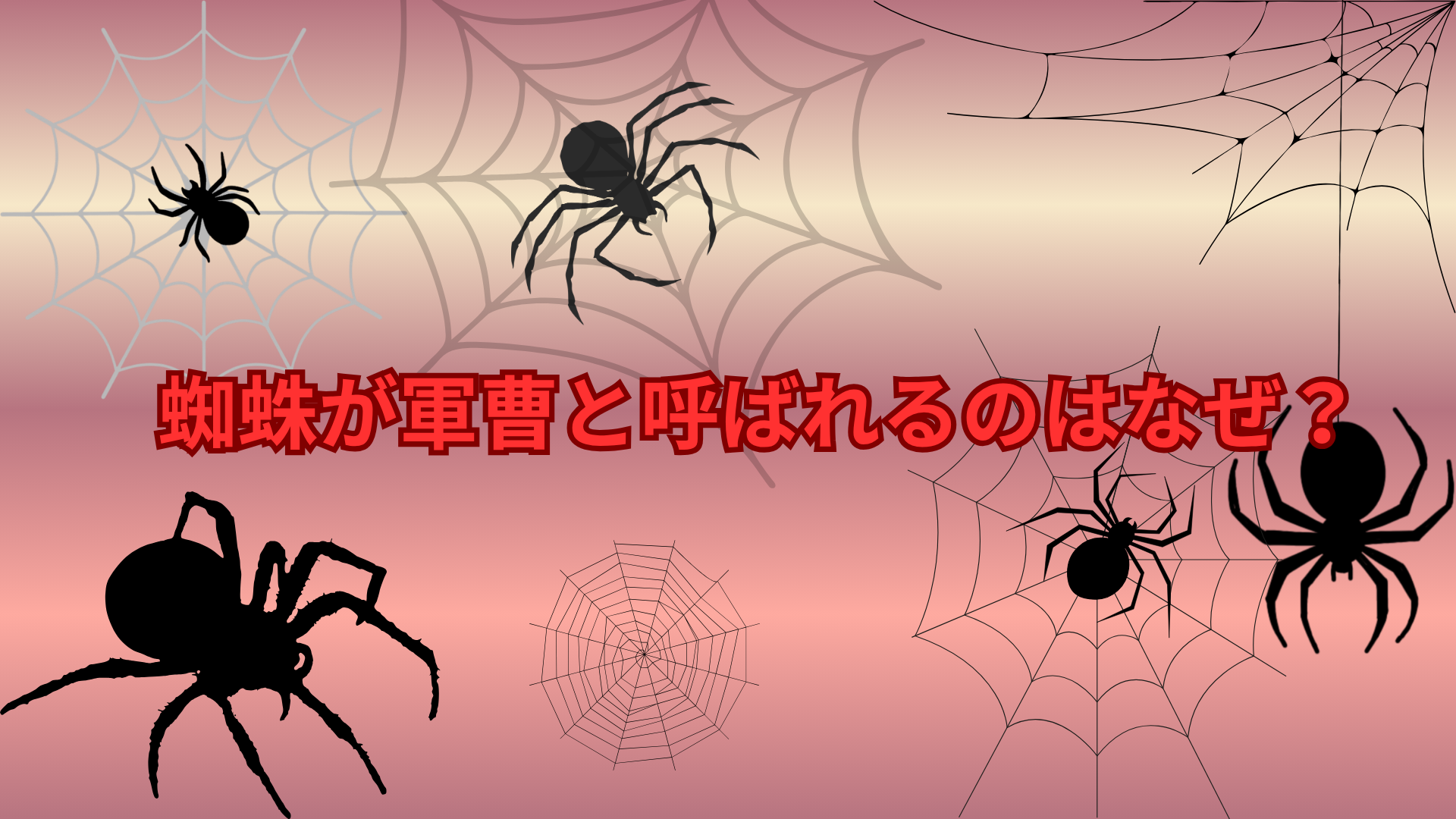 蜘蛛が軍曹と呼ばれるのはなぜ？アシダカグモの正体と役割をわかりやすく解説！