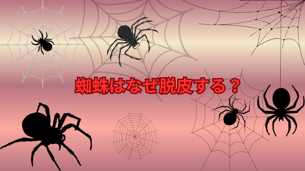 蜘蛛はなぜ脱皮する？成長の仕組みと意外な理由をわかりやすく解説