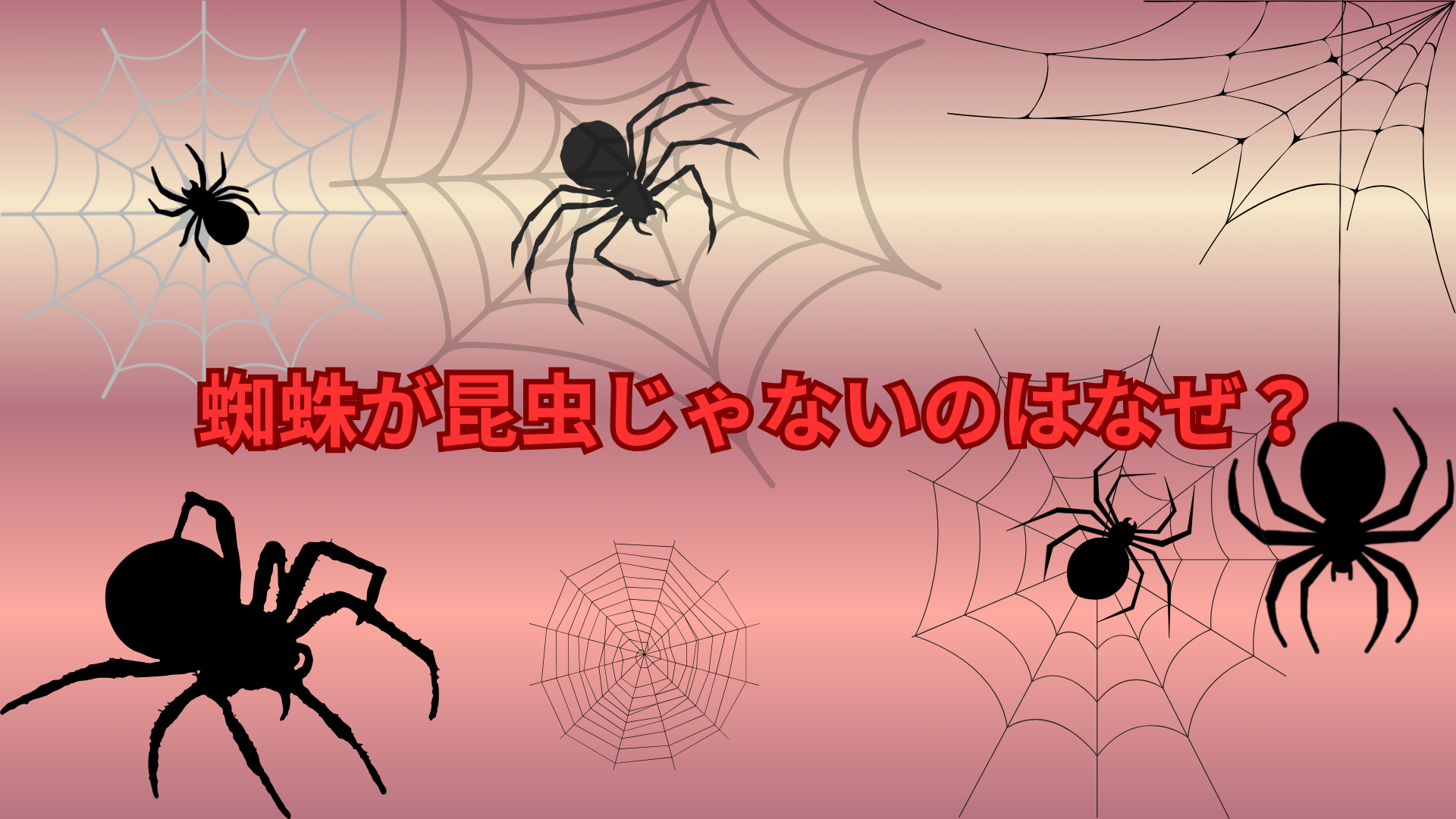 蜘蛛が昆虫じゃないのはなぜ？理由を簡単にわかりやすく解説！
