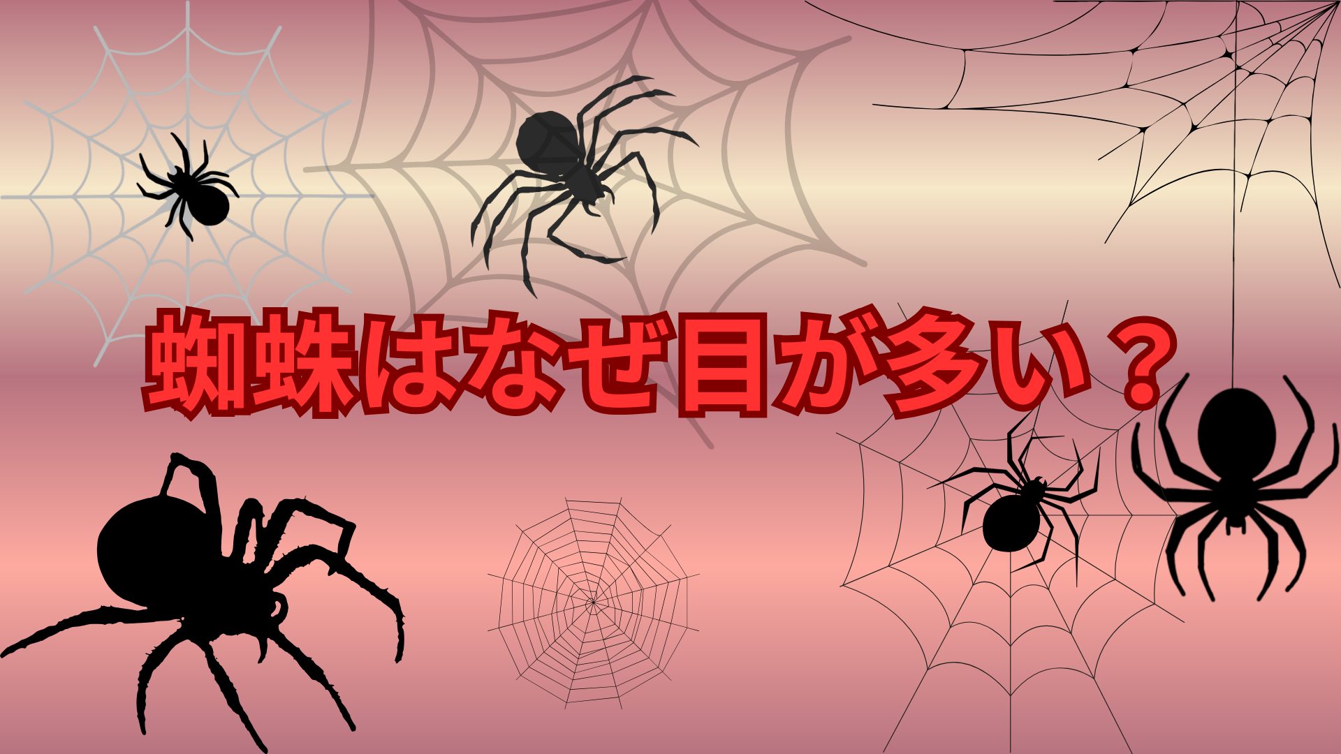 蜘蛛はなぜ目が多い？8つの目を持つ理由と役割をわかりやすく解説