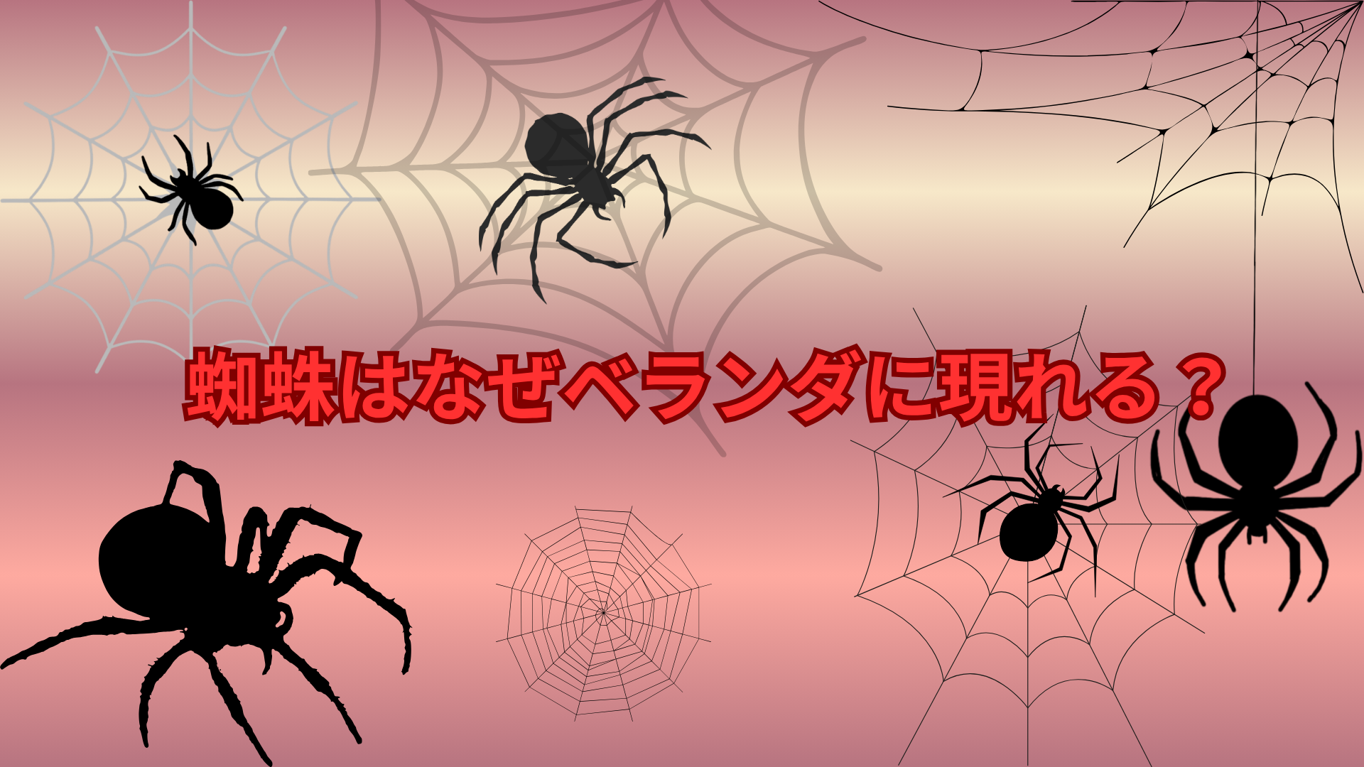 蜘蛛はなぜベランダに現れる？寄ってくる理由と対策をわかりやすく解説