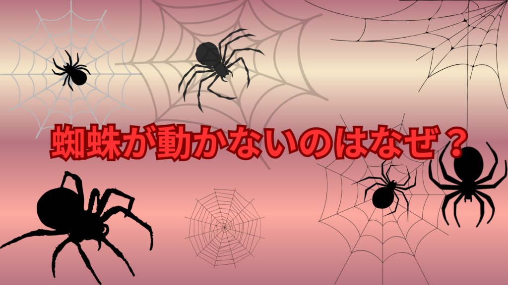蜘蛛が動かないのはなぜ？じっとしている理由をわかりやすく解説