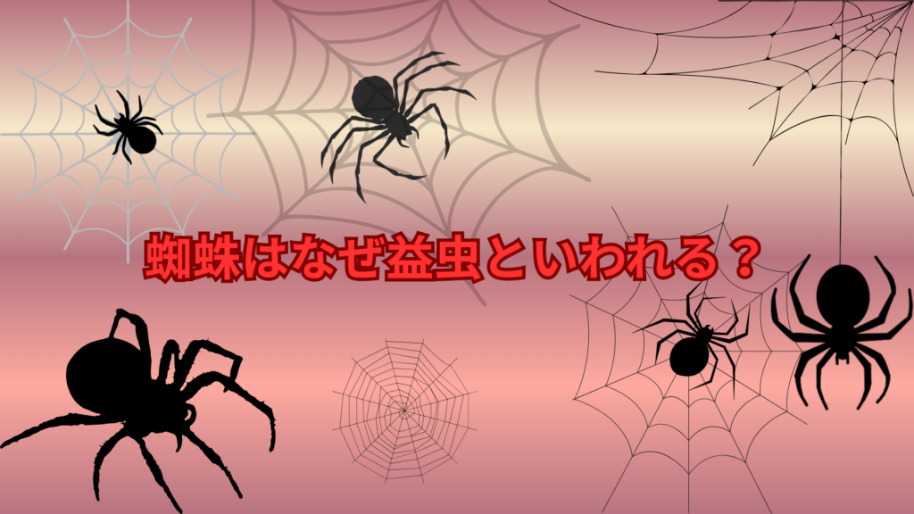 蜘蛛はなぜ益虫といわれる？人間にとって役立つ理由をわかりやすく解説