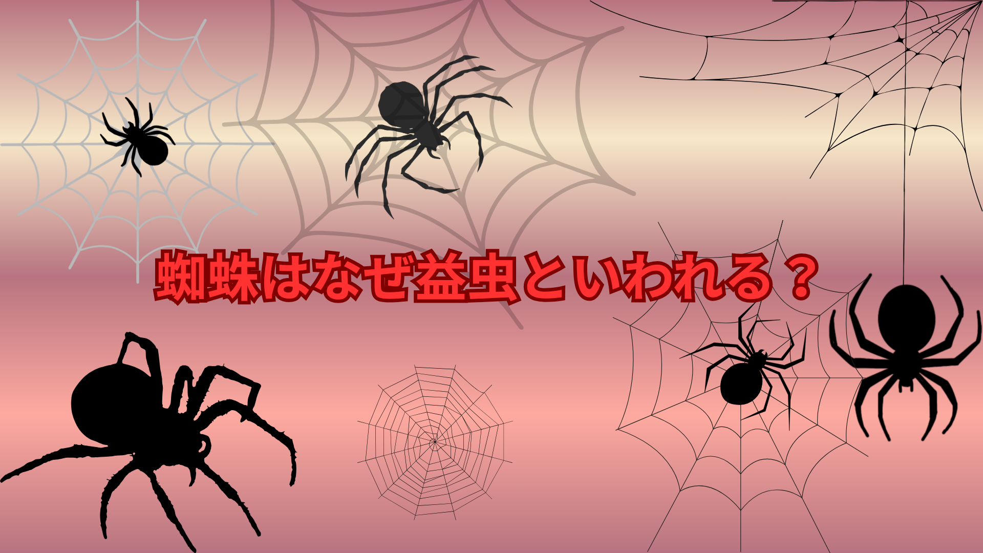 蜘蛛はなぜ益虫といわれる？人間にとって役立つ理由をわかりやすく解説