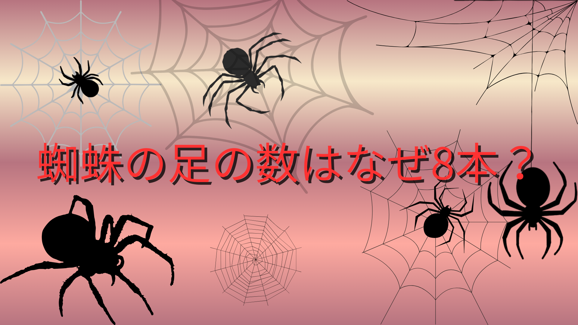 蜘蛛の足の数はなぜ8本？その理由と体の仕組みをわかりやすく解説！